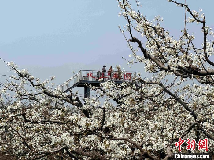 山东农业发展跨界“生花”携手文旅奔赴“诗与远方”