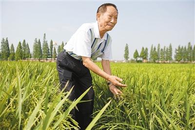产量与质量不是对抗性矛盾--袁隆平回应“高产低质”