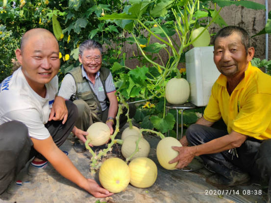 “大国农匠”朱思浩的特色功能性瓜菜在内蒙创纪录！