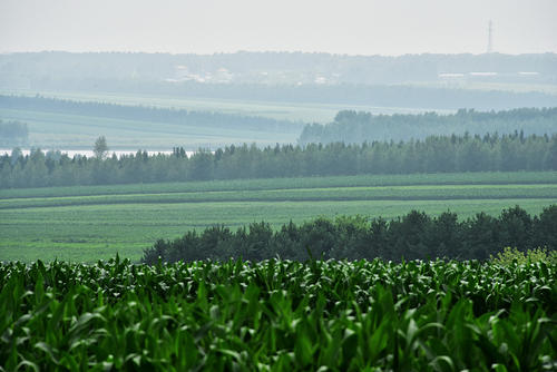 黑龙江拜泉县：产业扶贫与乡