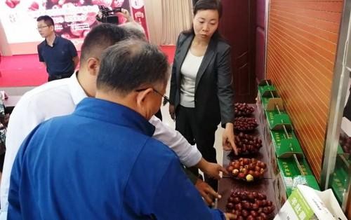 新河大枣区域公用品牌发布