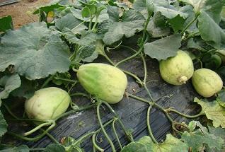 潍坊青州市四大品牌入选《