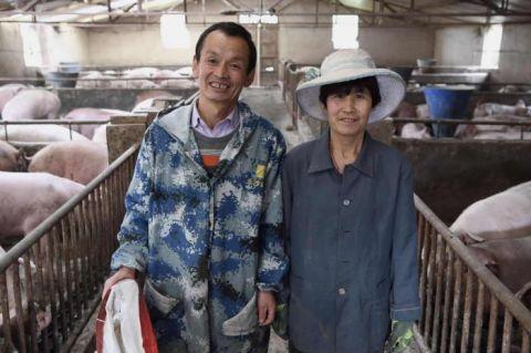 种养结合 养猪夫妇年入过百万