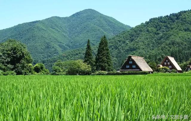 乡村振兴关键是产业振兴