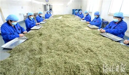 安国力争年底药食同源产业