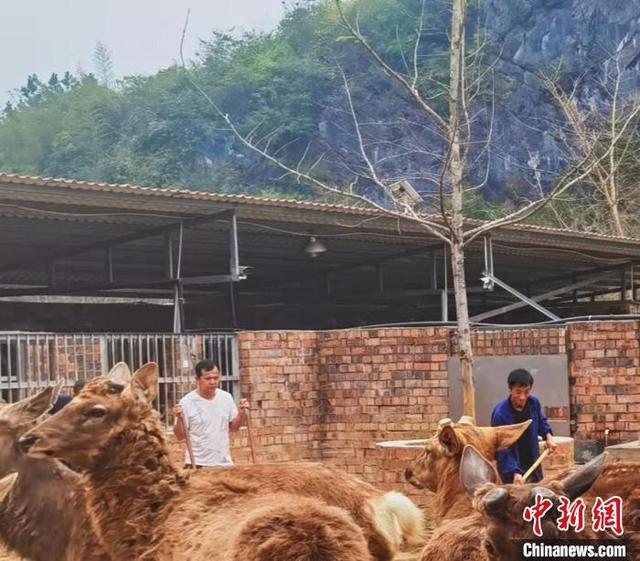 湖南东安“新农人”为乡村