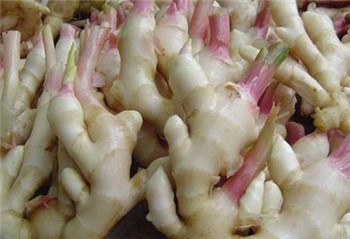 生姜价格持续低迷 未来行情会缓和