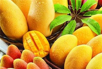 国产芒果丰收：价格微涨销量走俏
