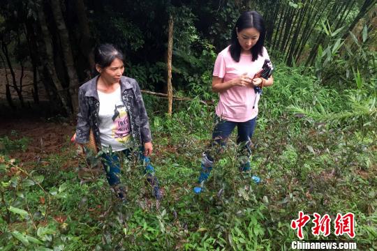 图为五指山市妙自然茶业董事长徐雪燕(右)与什会村村民查看“紫娟”茶树生长情况。　洪坚鹏 摄