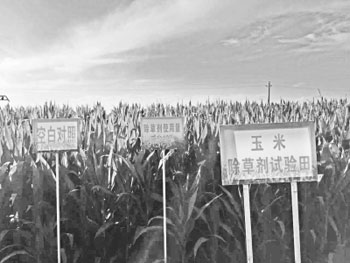 7月11日，山西省永济市城东街道马铺头村村民廉和平正在<a href=http://www.chuhe.com/_quanweishuju/yumi/yumijiage/ target=_blank class=infotextkey>玉米</a>田进行田间管护。