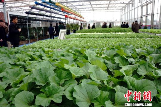 造“绿谷”建“菜园”南昌都市现代农业的发展新路