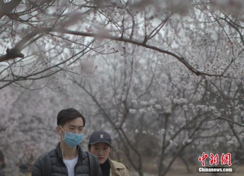 资料图：北京市民在雾霾天里赏春花。 中新社记者 刘关关 摄