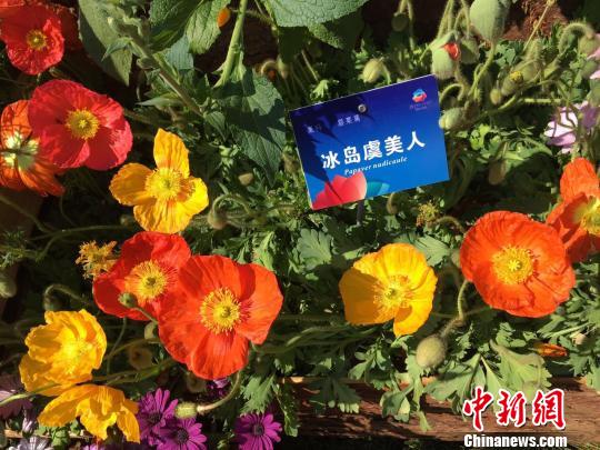 “走近北京世园花卉—2017”系列展示活动26日在京开幕，1200多种中外名花提前绽放京城。　曾鼐 摄