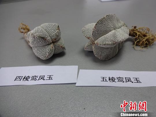 广州邮政口岸首次截获濒危植物鸾凤玉