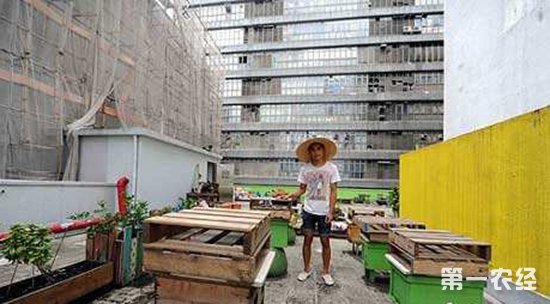 都市型养蜂产业