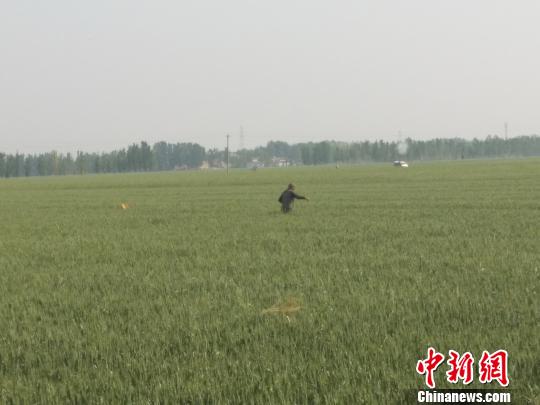 雄安新区小王营村西侧，一名村民正在麦田内灌溉。　王天译 摄