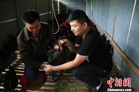土鸡有了“身份证”湖南桃江扶贫村走上致富路