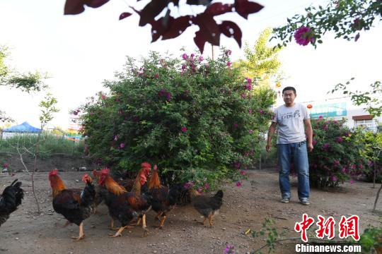 兰州新区兴“玫瑰经济”农民花下养鸡探致富新径（图）