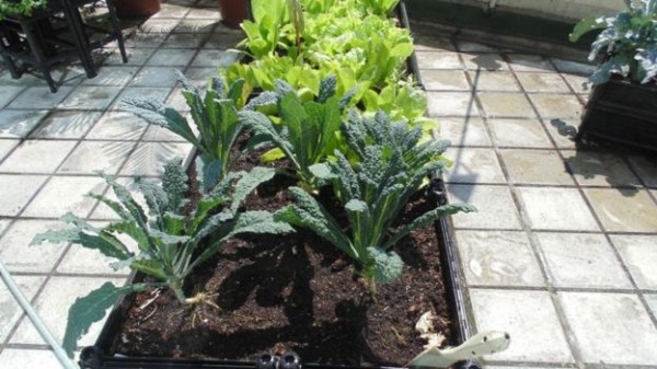 香港的气候全年都适合种植蔬菜（图片来源: Robert Davies）