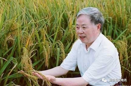朱英国院士在查看<a href=http://www.chuhe.com/_quanweishuju/shuidao/shuidaojiage/ target=_blank class=infotextkey>水稻</a>长势。　　(供图：武汉大学)