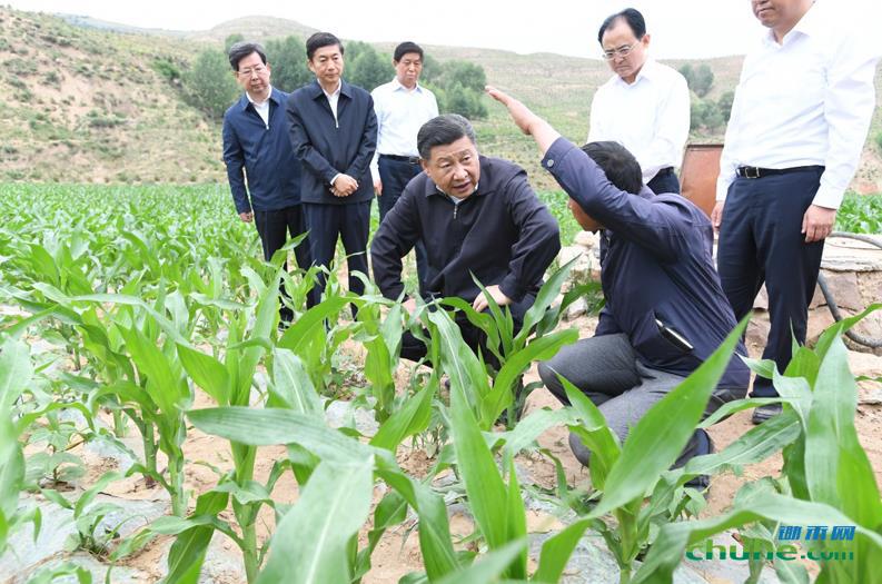 习近平在忻州市岢岚县赵家洼村察看<a href=http://www.chuhe.com/_quanweishuju/yumi/yumijiage/ target=_blank class=infotextkey>玉米</a>长势.jpg