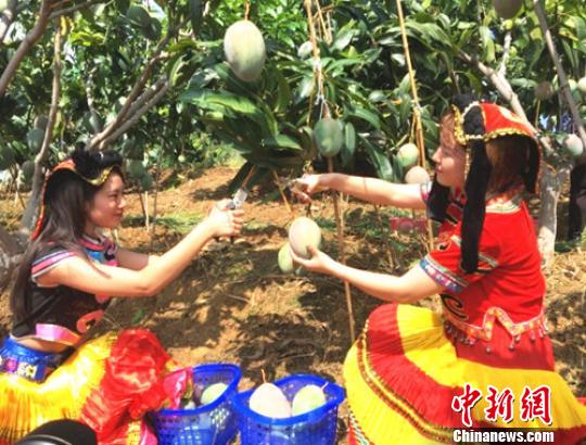采摘节迎来众多市民采摘芒果。　郑永敏 摄