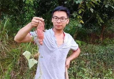 80后青年返乡种红薯