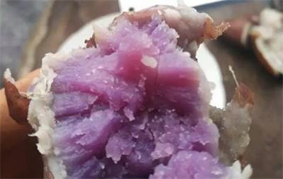 80后青年返乡种红薯